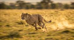 agility cheetah